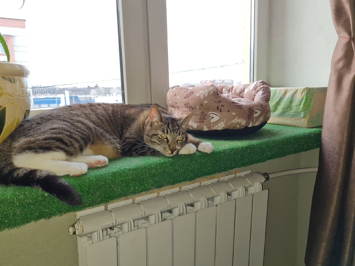 Теперь игнорируем ВСЕ лежанки. 
Про подоконник-газон расскажу отдельно.