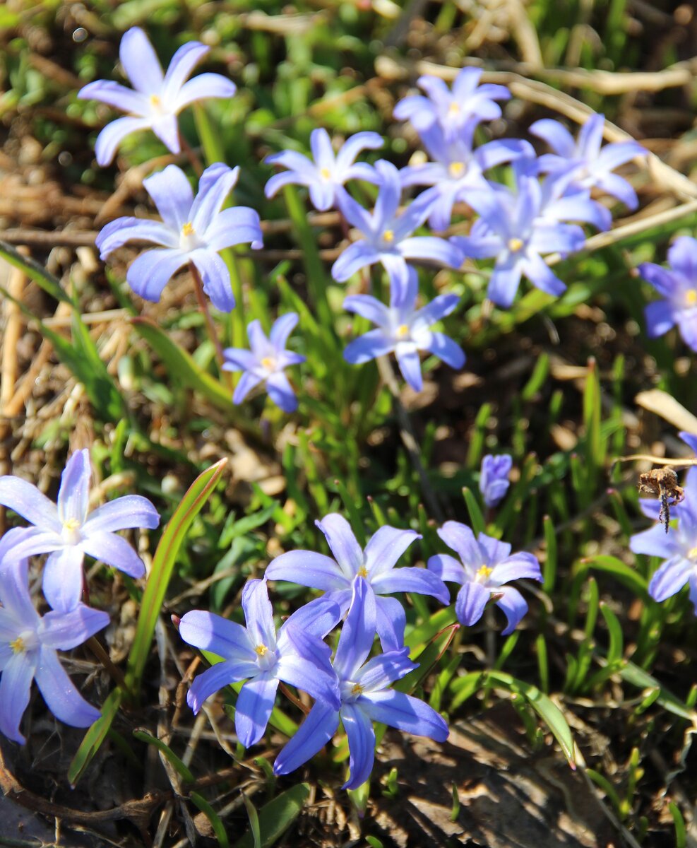 Хионодокса