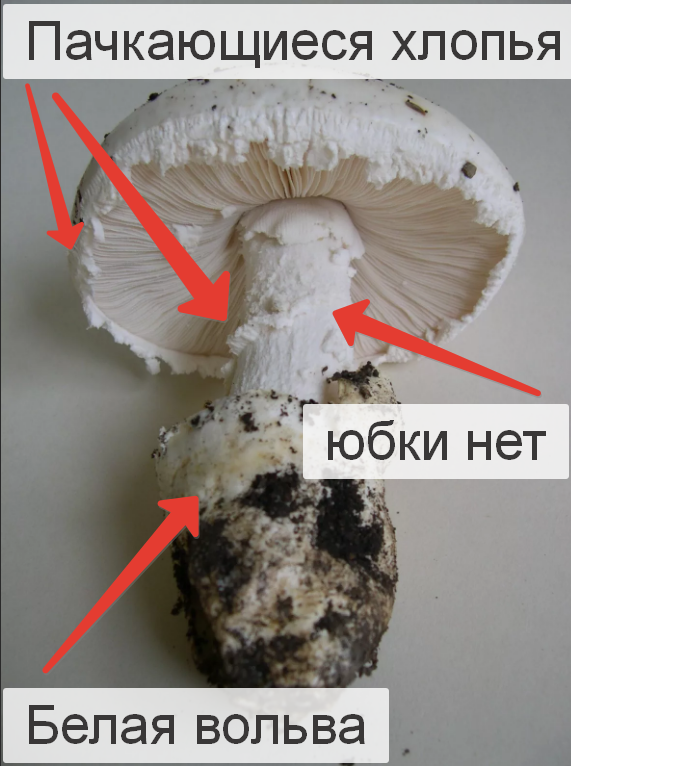Мухомор яйцевидный.