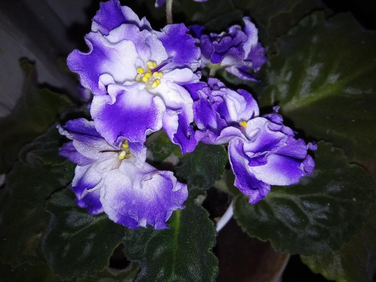 Чудесная фиалка в подарок будущей свекрови