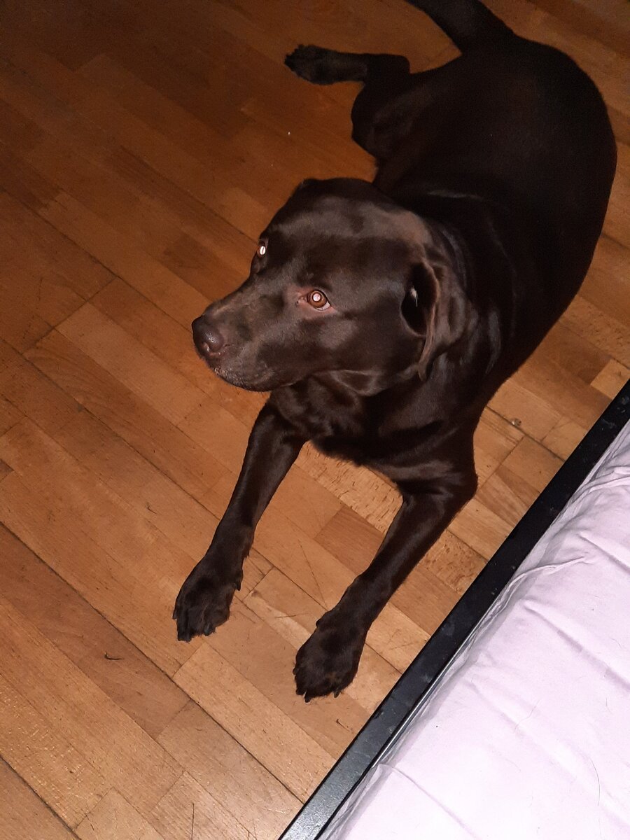 Ганя интересуется обедом