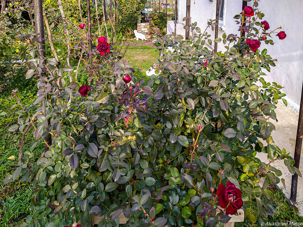 На фото: роза Кёр де Вандея на четвертые сутки морозов.