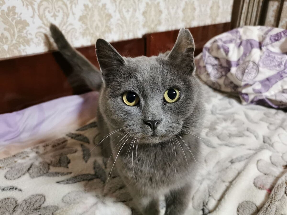 Кота звать Клео специально позировал для автора статьи.