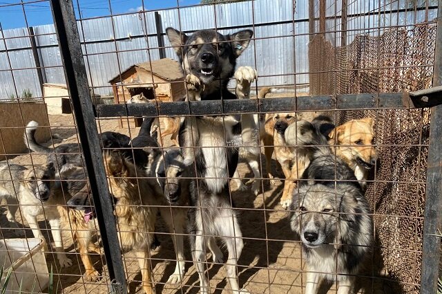 Источник: АиФ на Севере, Ольга Донская