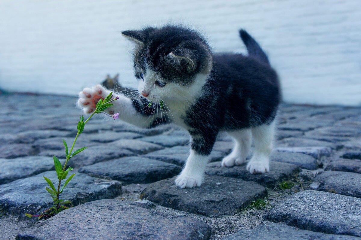 Котёнок и цветок (Источник: https://pixabay.com/images/id-2536662/)