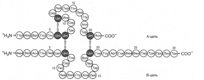 Строение инсулина