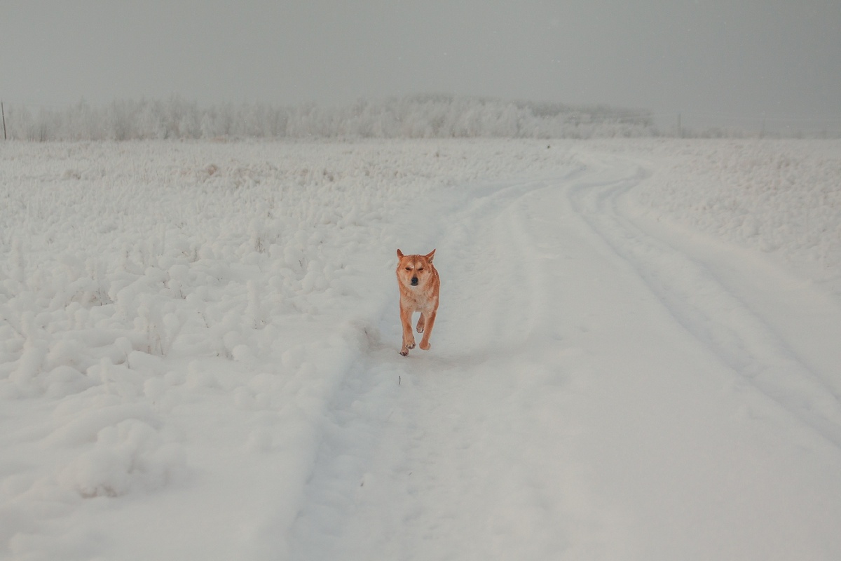 Мой любимый собакен,скучаю...