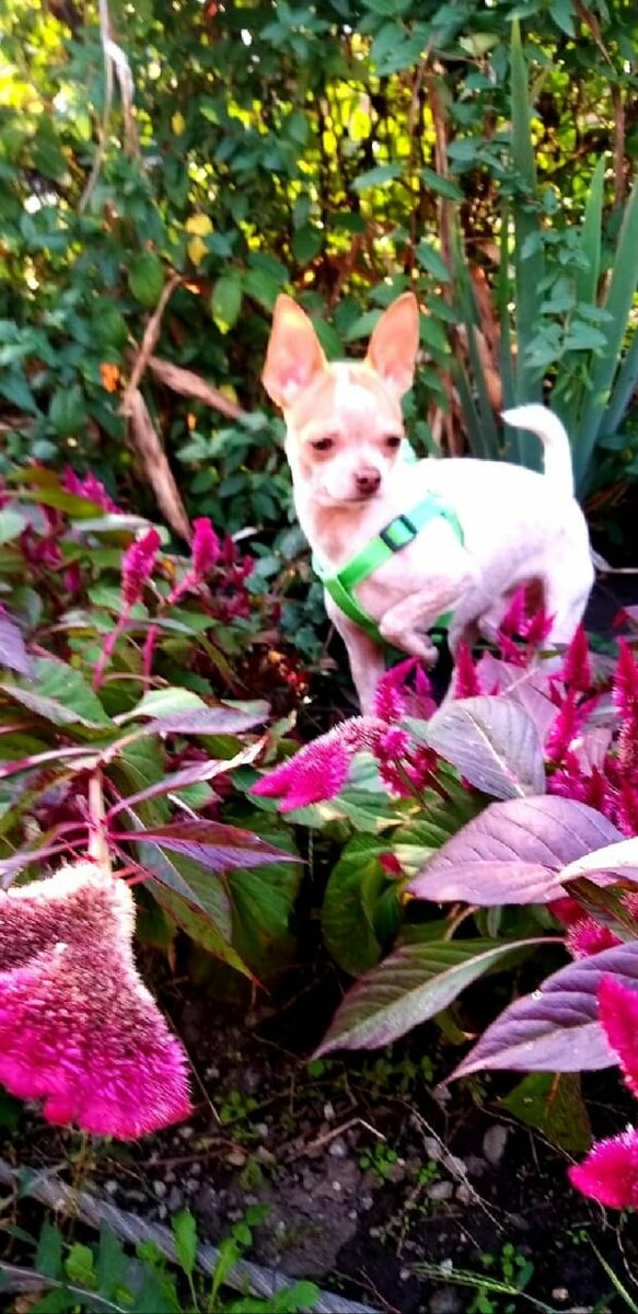 Самая маленькая собака в мире На сегодняшний день самой маленькой собакой по версии Книги рекордов Гиннеса признана чихуахуа Даки из США. Крошка в свои 3 года весила 630 грамм при росте 12,5 сантиметров. Голова миниатюрной собачки – размером с крупную землянику. Можете себе представить, насколько крошечной кажется Даки. Миниатюрность не мешает крохе обладать отличным аппетитом и весёлым нравом. Хозяйка отмечает, что чихуахуа очень дружелюбные и ласковые существа.
Книга рекордов Гиннеса официально признала за чихуахуа право называться самой маленькой породой собак в мире.