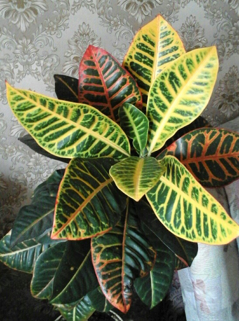 А у вас в доме есть кротон?