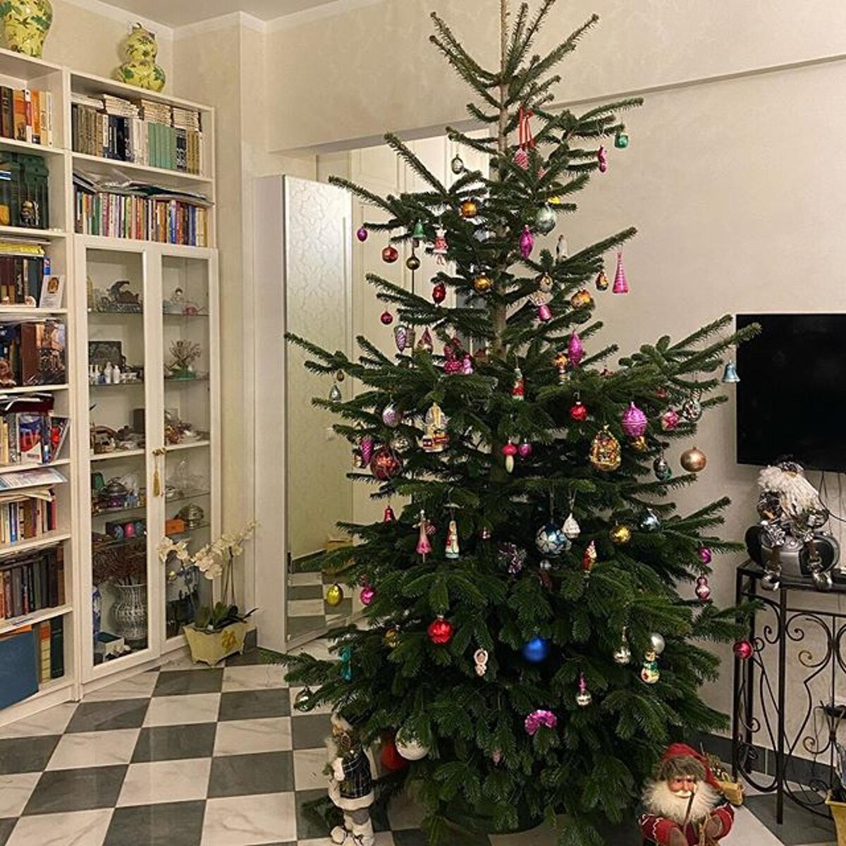 российские елки названия. пихта фразера fraseri. русская елка. пихта фрайзенборг. русская ель.