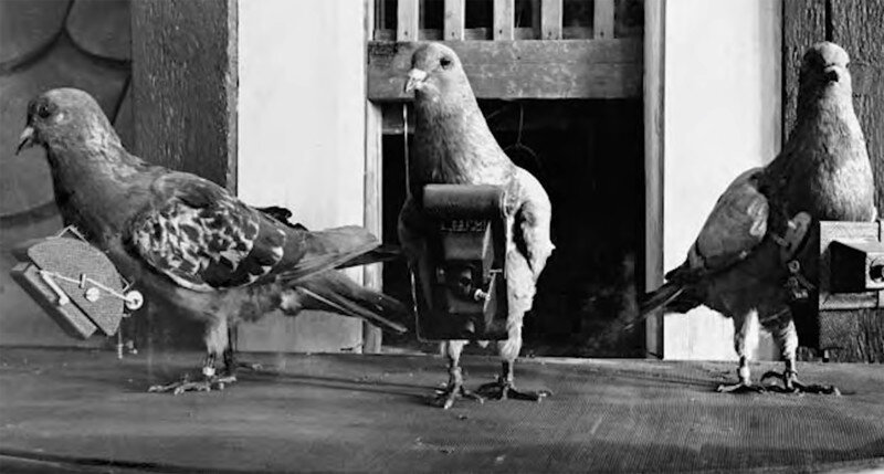 Фото, отснятые голубями, часто были качественнее, чем фотографии со спутников