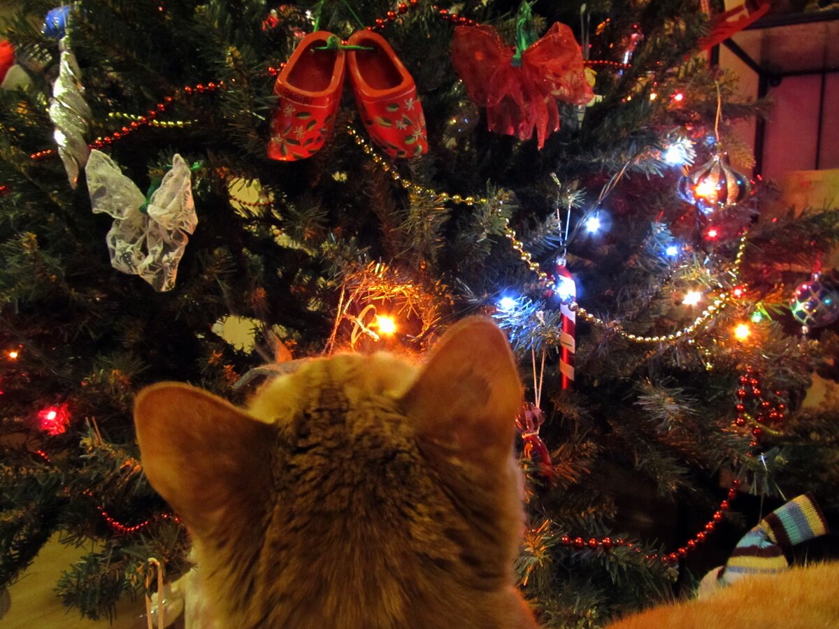 Что год грядущий нам готовит?