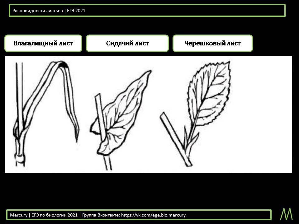 Взято из Mercury | ЕГЭ по биологии 2021