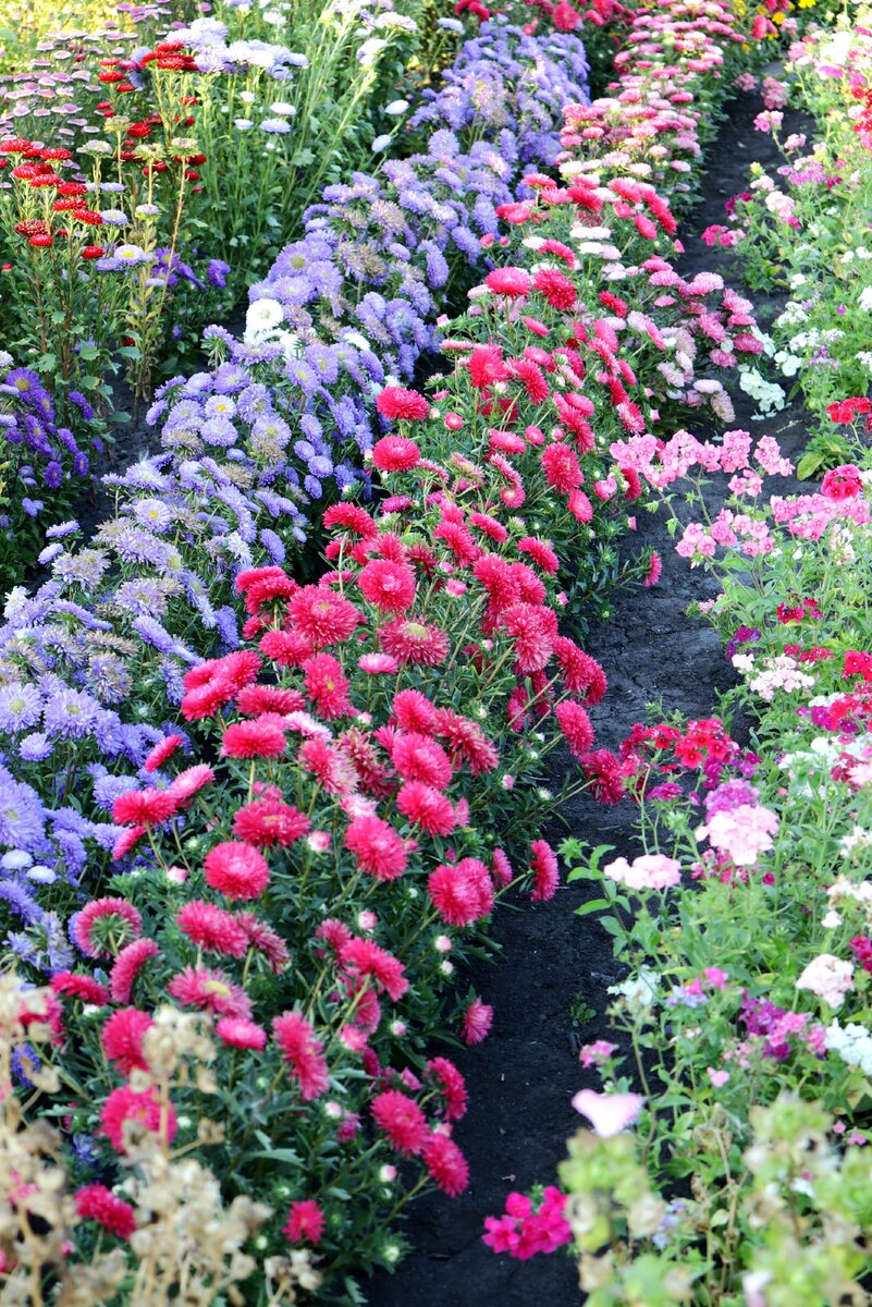 вот так цвели у сестры низкорослые астры "Монпансье" (фото из личного архива)