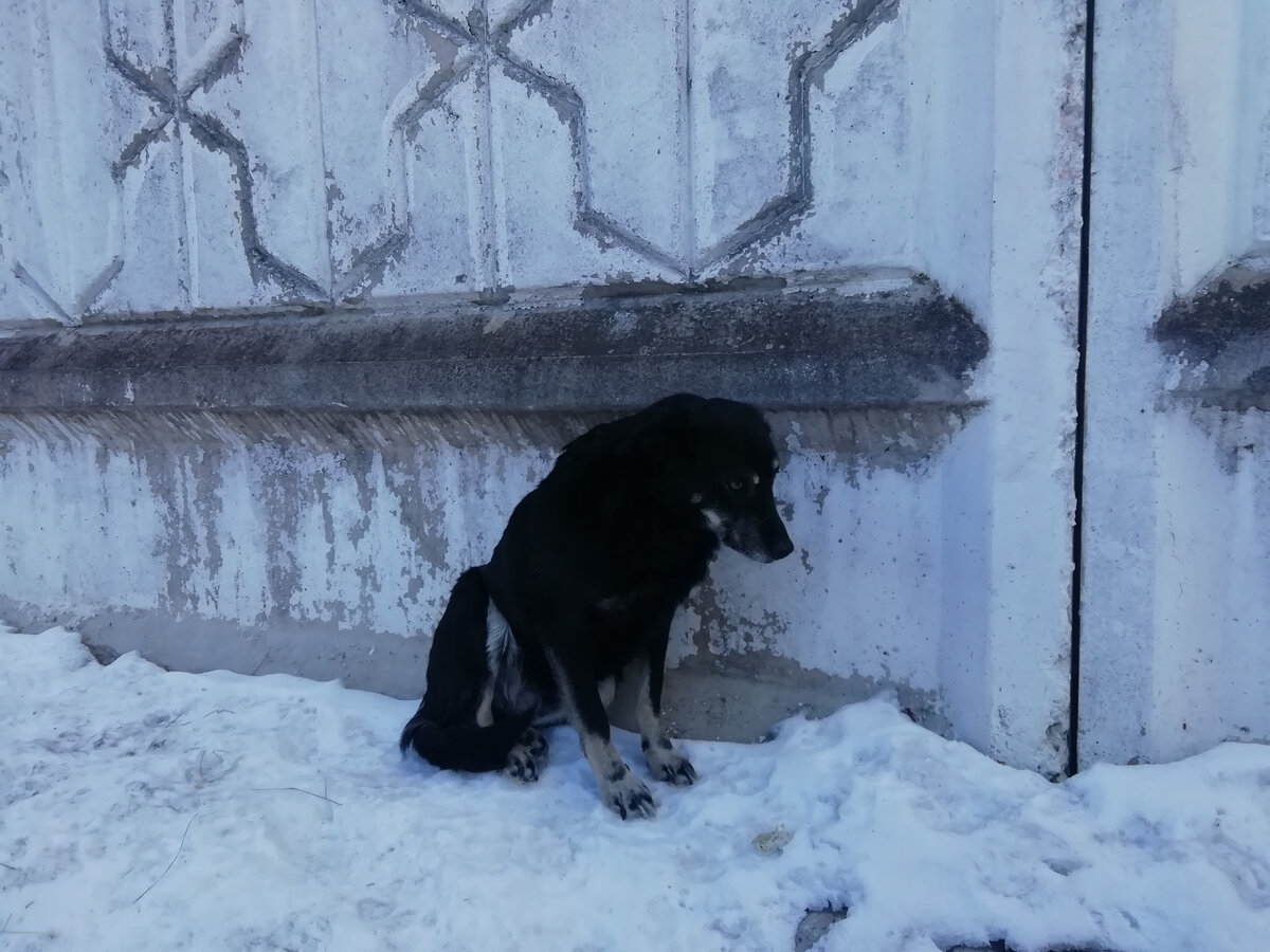 Ива, приют Солнцево. Первые минуты в ряду