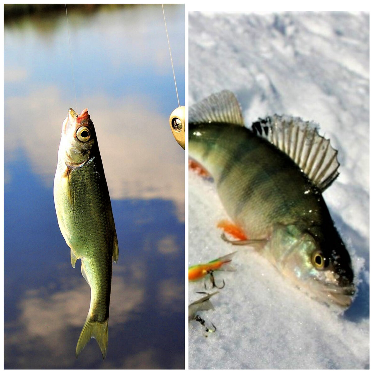 Летняя и зимняя рыбалки