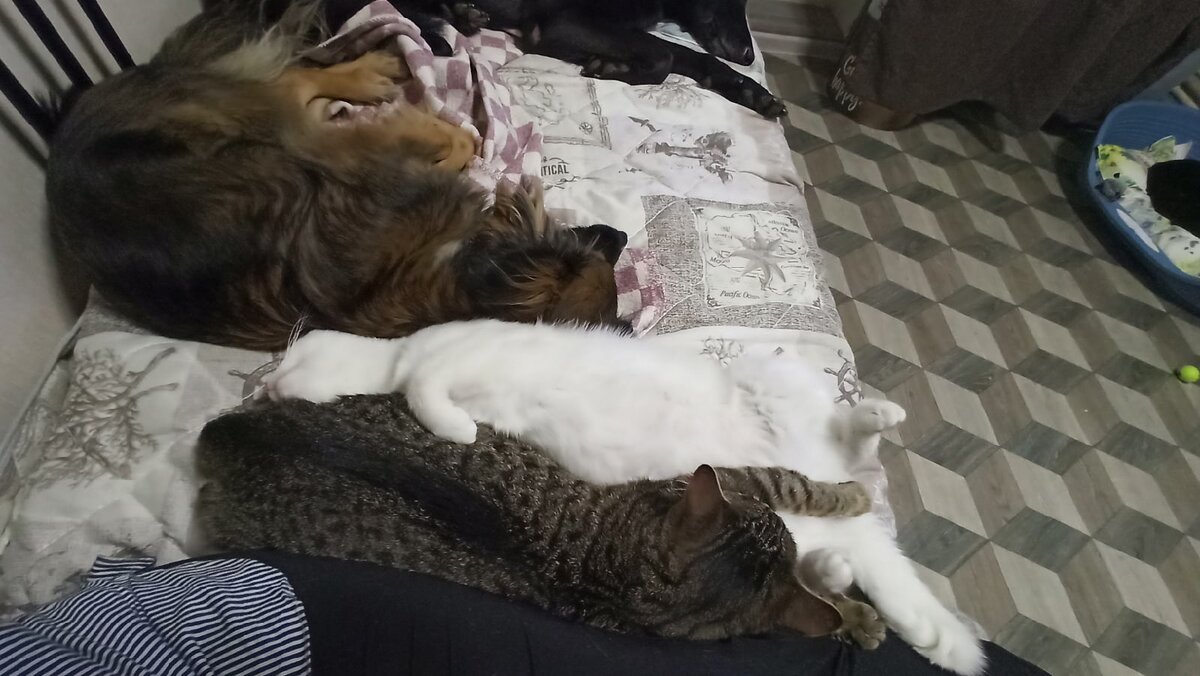 Кота увидели?:)