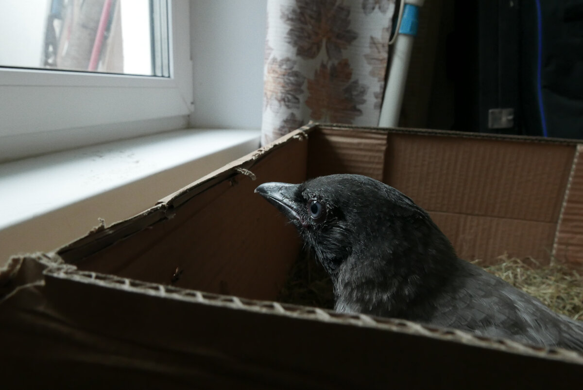 Мечтает о свободе, а мы мечтаем его выпустить