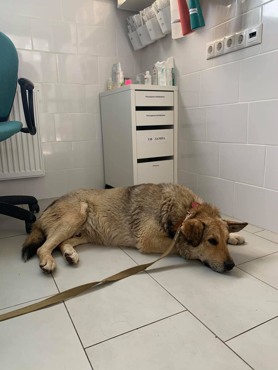 Дружку  около 12 лет, надеюсь он переживет операцию. Сердце и другие органы вполне, с учётом его возраста. 