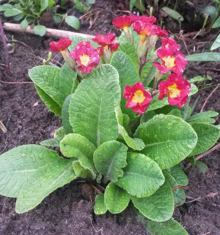 Мой любимый букет