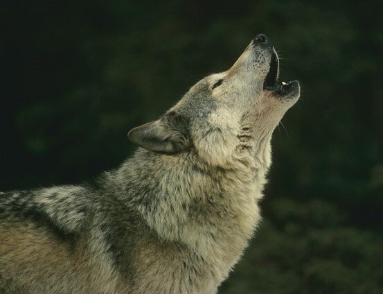 Почему воры предпочитают приходить в "Час волка": Когда наступает этот час, почему он так называется
