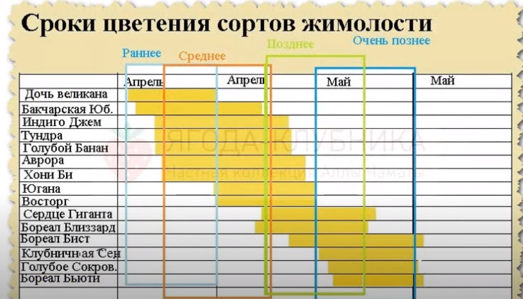 Сколько время сортов. Сроки цветения сортов жимолости. таблица цветения жимолости. сроки цветения сортов жимолости таблица. жимолость по срокам цветения.
