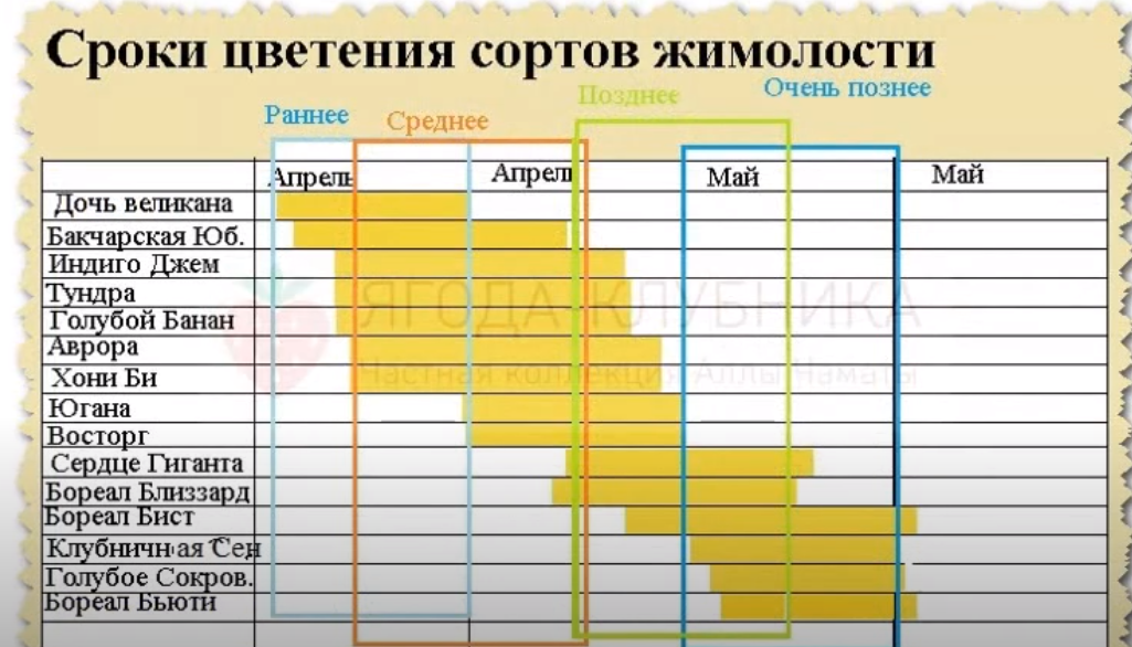 Зацвела какое время. Сроки цветения сортов жимолости. Таблица цветения жимолости. Сроки цветения сортов жимолости таблица. Жимолость по срокам цветения.