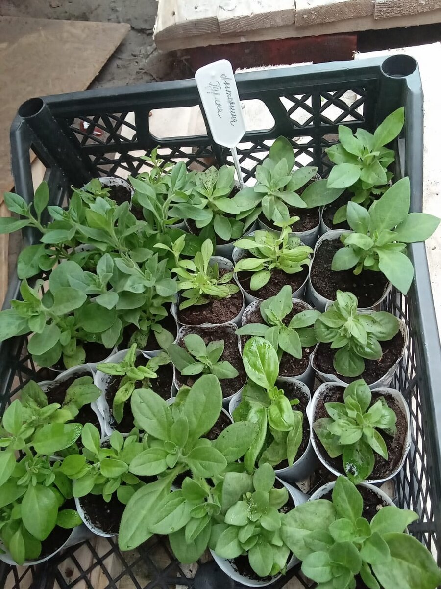 Черенки на отправку почтой