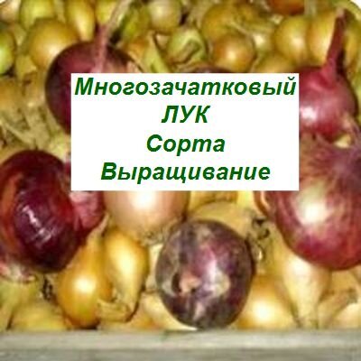 сорта многозачаткового лука