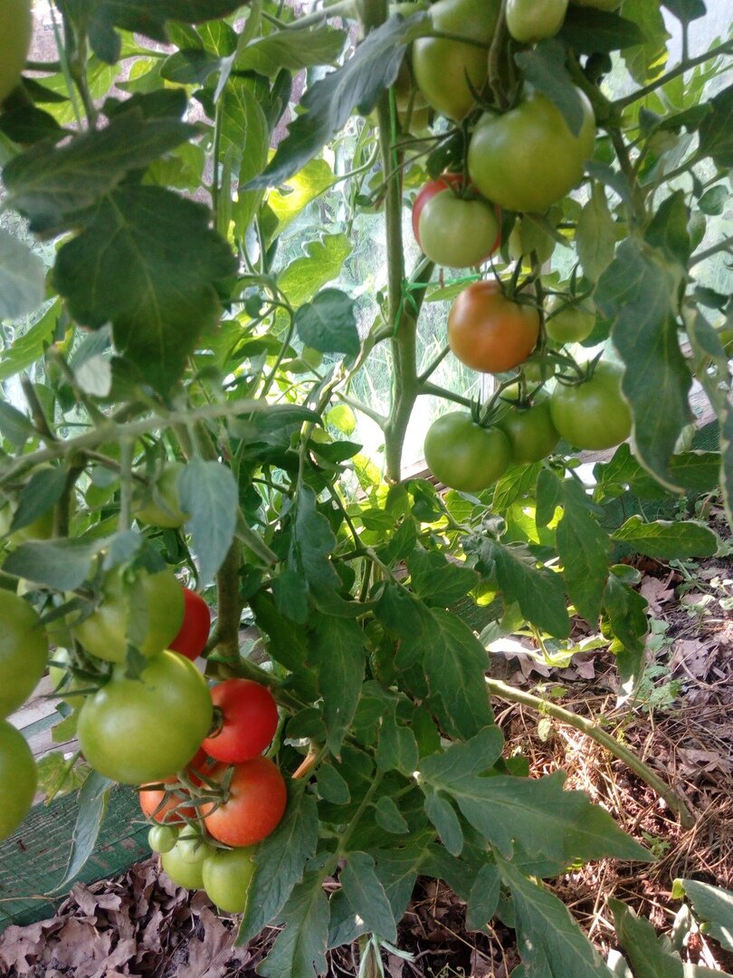 Созревание томатов (фото автора)
