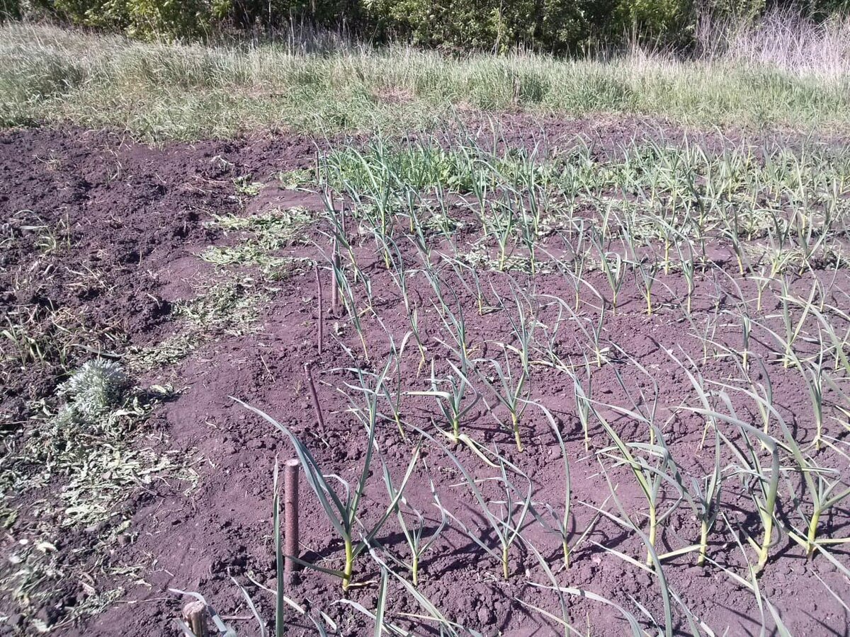 Фото автора - палки - отметки.
