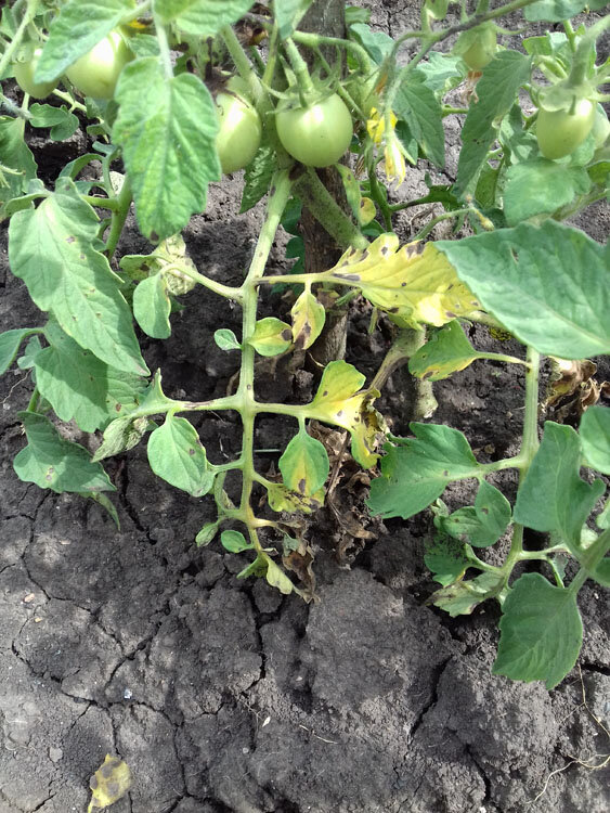 Растение начинает погибать
