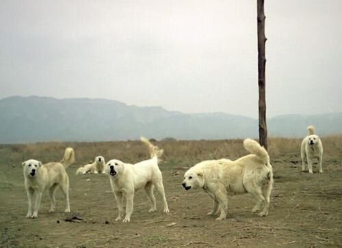 Одна из них (видимо щенная сука) в промежуточном типе по шерсти