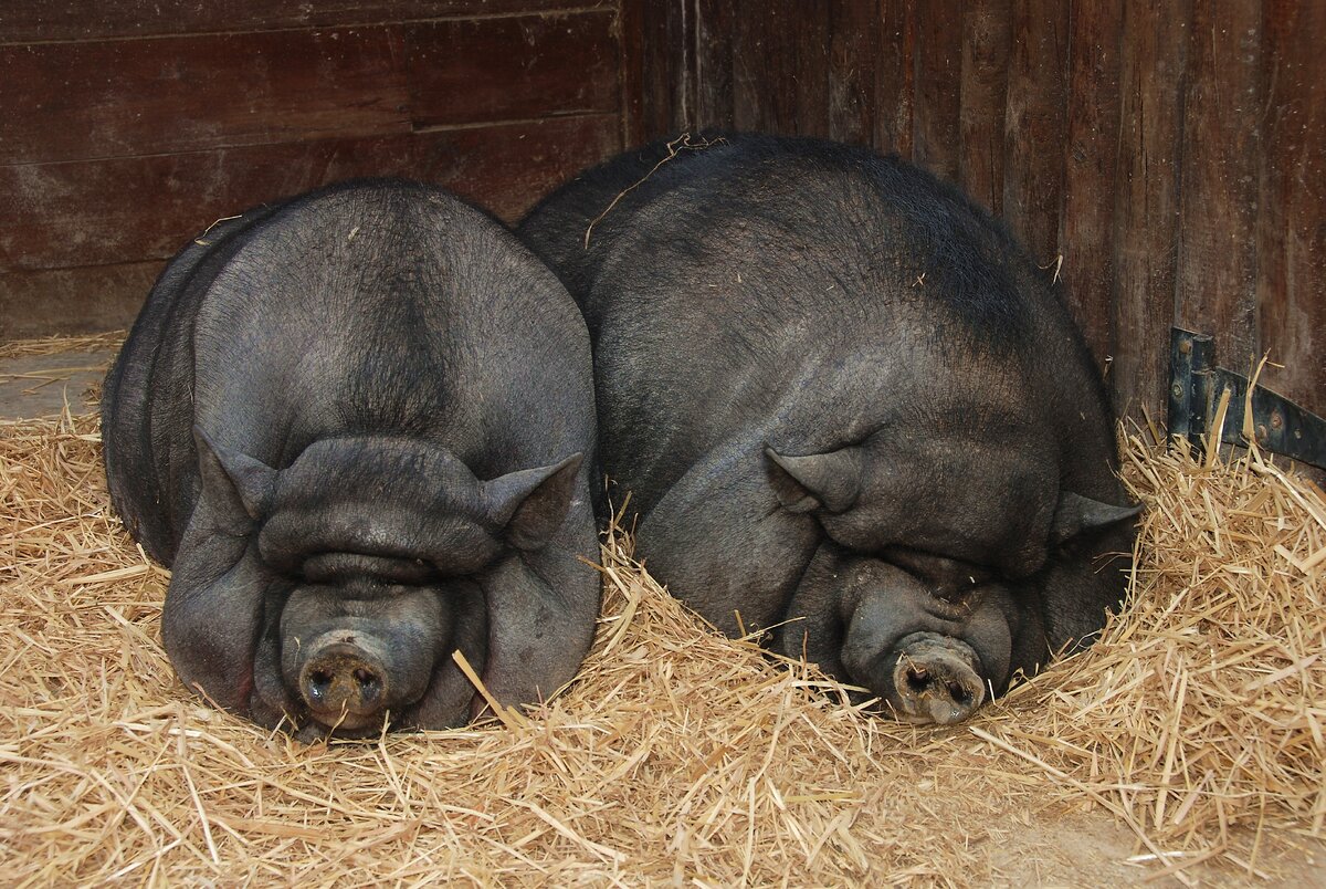 Вьетнамская вислобрюхая свинья — порода домашних свиней. Регион происхождения породы — Юго-Восточная Азия.