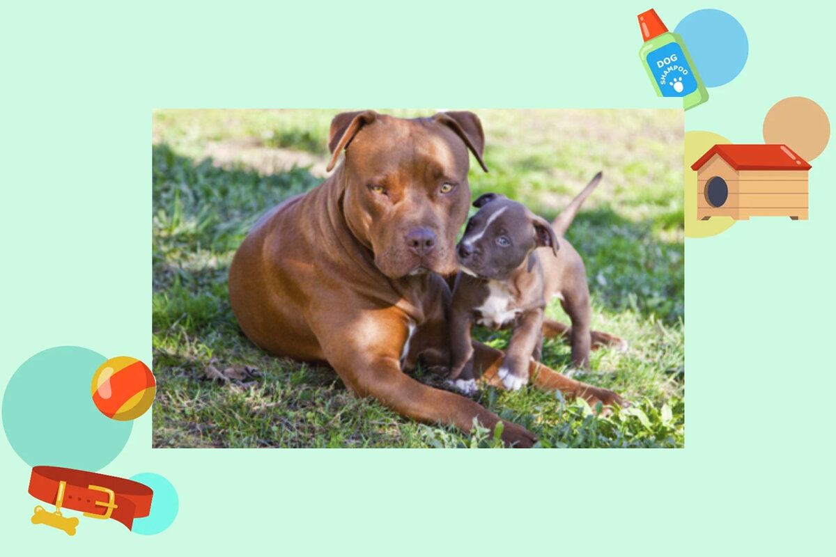 Любопытный щенок. Фото в свободном доступе