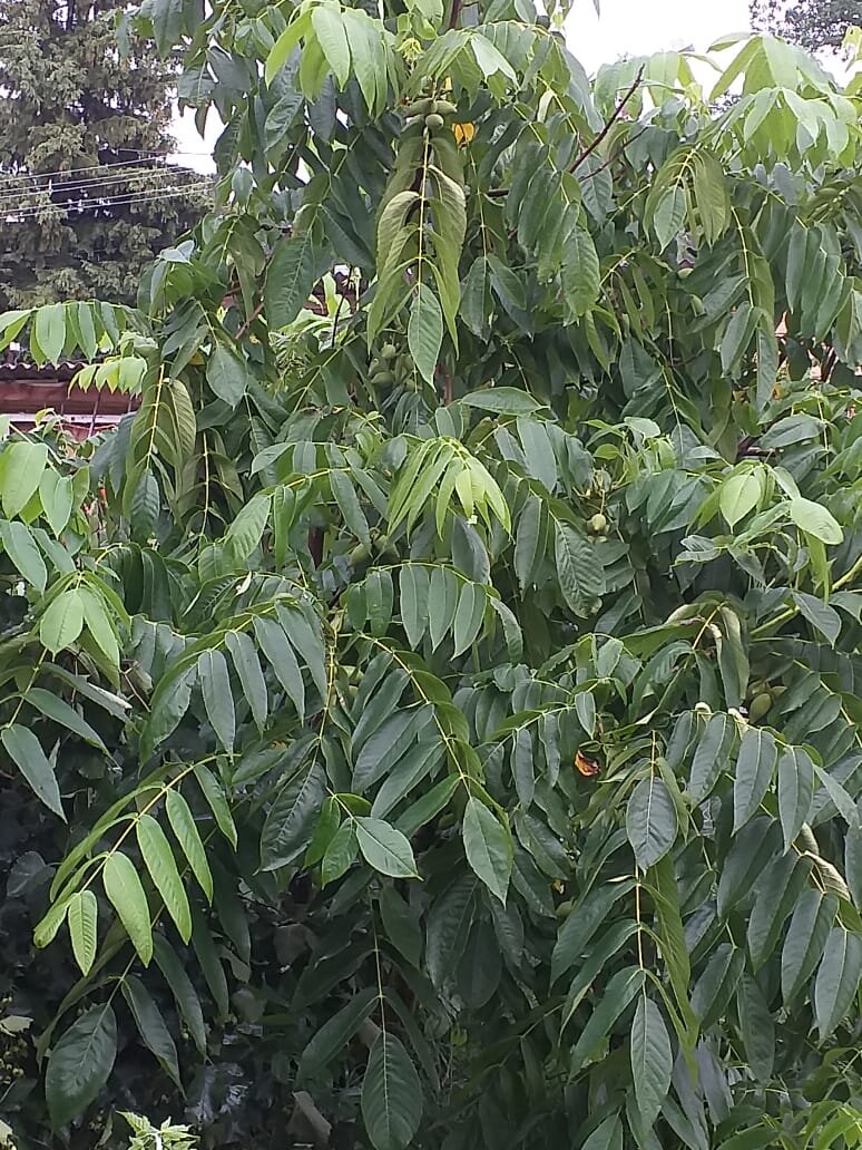 Дерево Маньчжурского ореха декоративно и отлично украшает сад