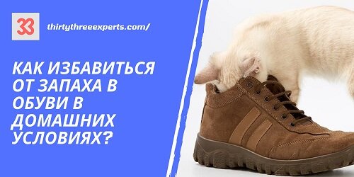 Как быстро избавиться от кошачьего запаха в доме, на обуви и одежде? | warprem.ru | Дзен