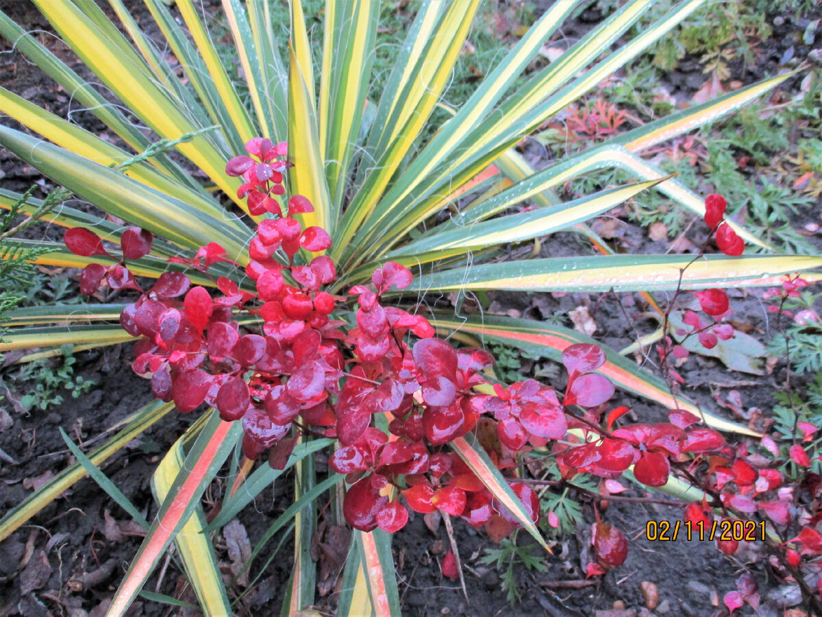 Барбарис "Оранж Рокет" и юкка "Колор Гуард"