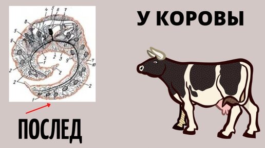 Отделение последа у коровы схема лечения