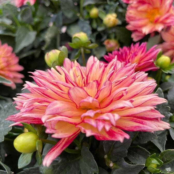 Dahlia_XXL_Salmon. Ссылка на изображение https://cdn.shopify.com/s/files/1/0038/9405/0868/products/Dahlia_XXL_Salmon_672x672.jpg?v=1626368882