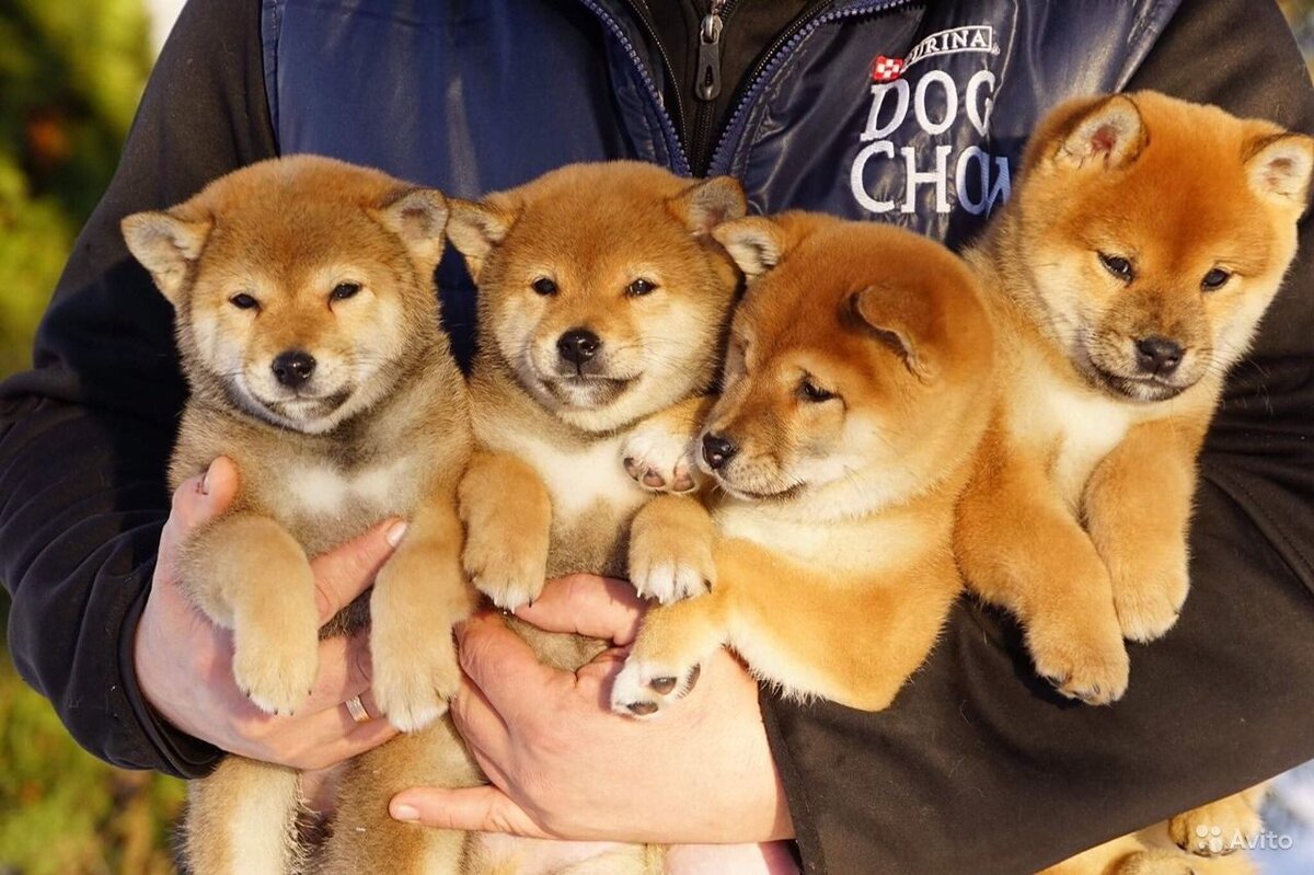 ttps://blockchain24.pro/ethereum-kit-s-aktivami-v-800-millionov-dollarov-nakopil-bolee-1-6-trilliona-shib