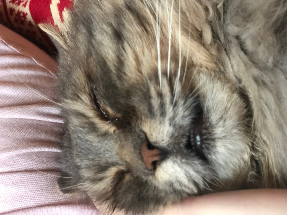 Спать, только спать! Везде фото автора. 