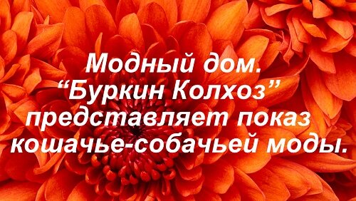 Свитер котенку 4-8 месяцев. О�писание