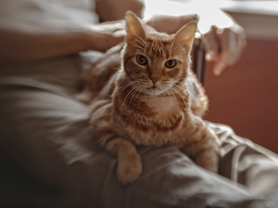 Кот мнет лапами одеяло. Кот массажирует лапами. котик переминает лапками. массаж лапками кошки. кот топчется.