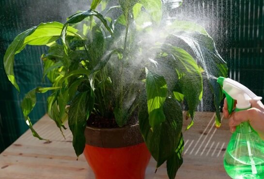 Опрыскивание листьев спатифиллума
