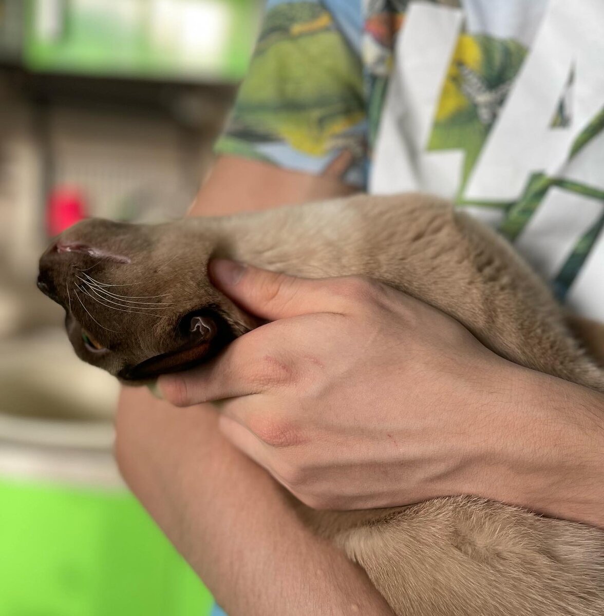 Jasper Burmese cats - Ferdinand - котёнок в окрасе шоколад, возраст 8 мес. 