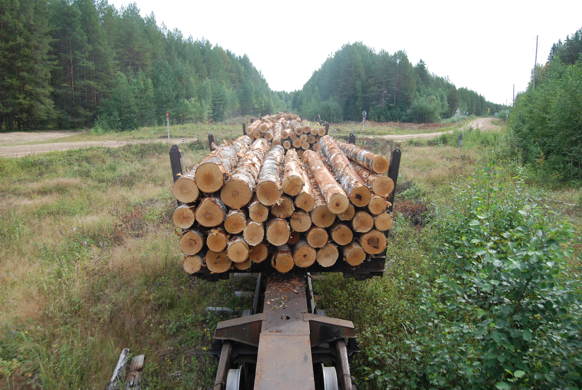 Груженые сцепы на Аникинской УЖД (Кировская область, Лузский район)