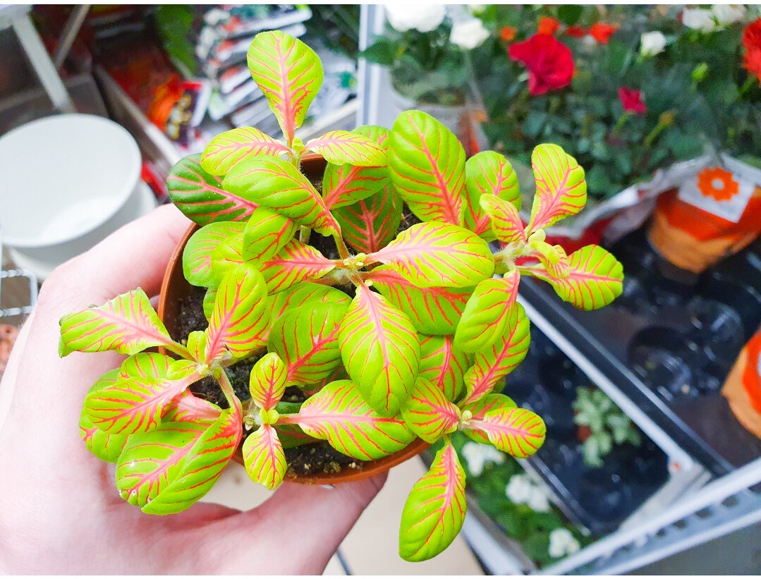 Это первое растение, которое взял в руки и сразу поставил в корзину - ну не могу я пройти мимо таких ярких красок. Хотя думаю, что дома такой она не будет...