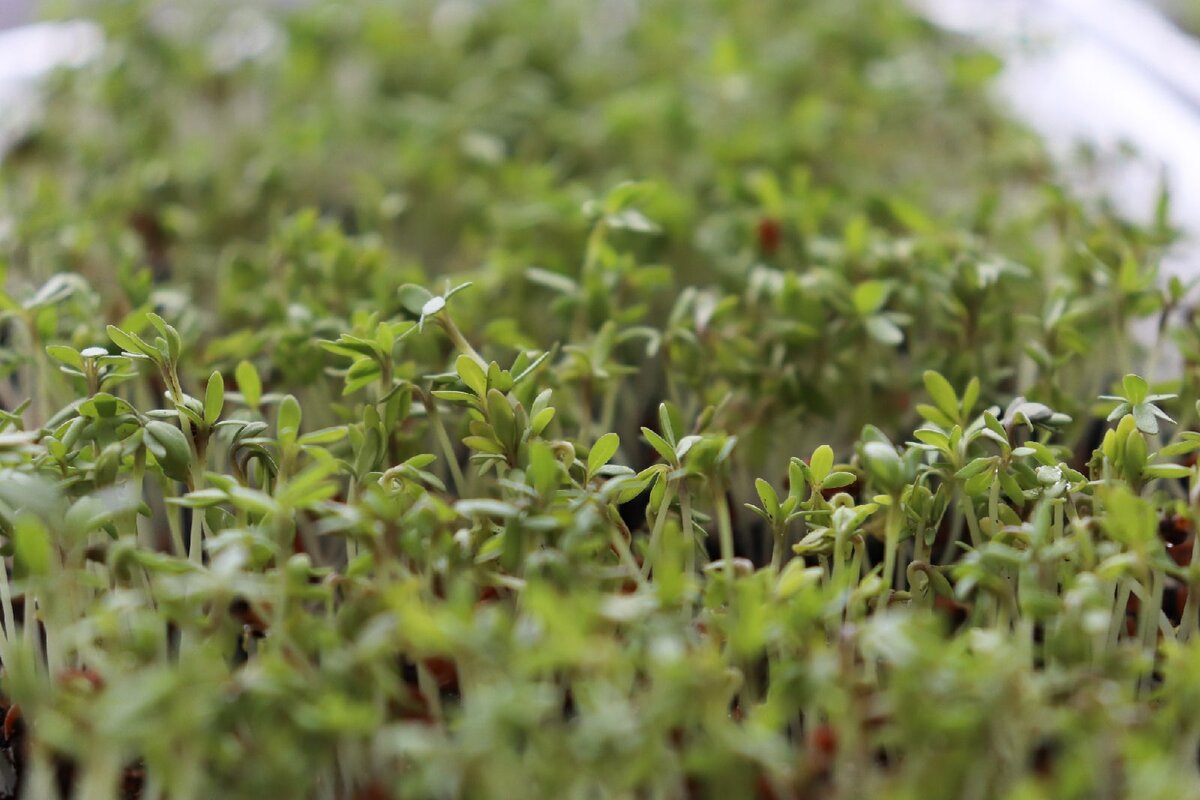 Ростки кресс-салата