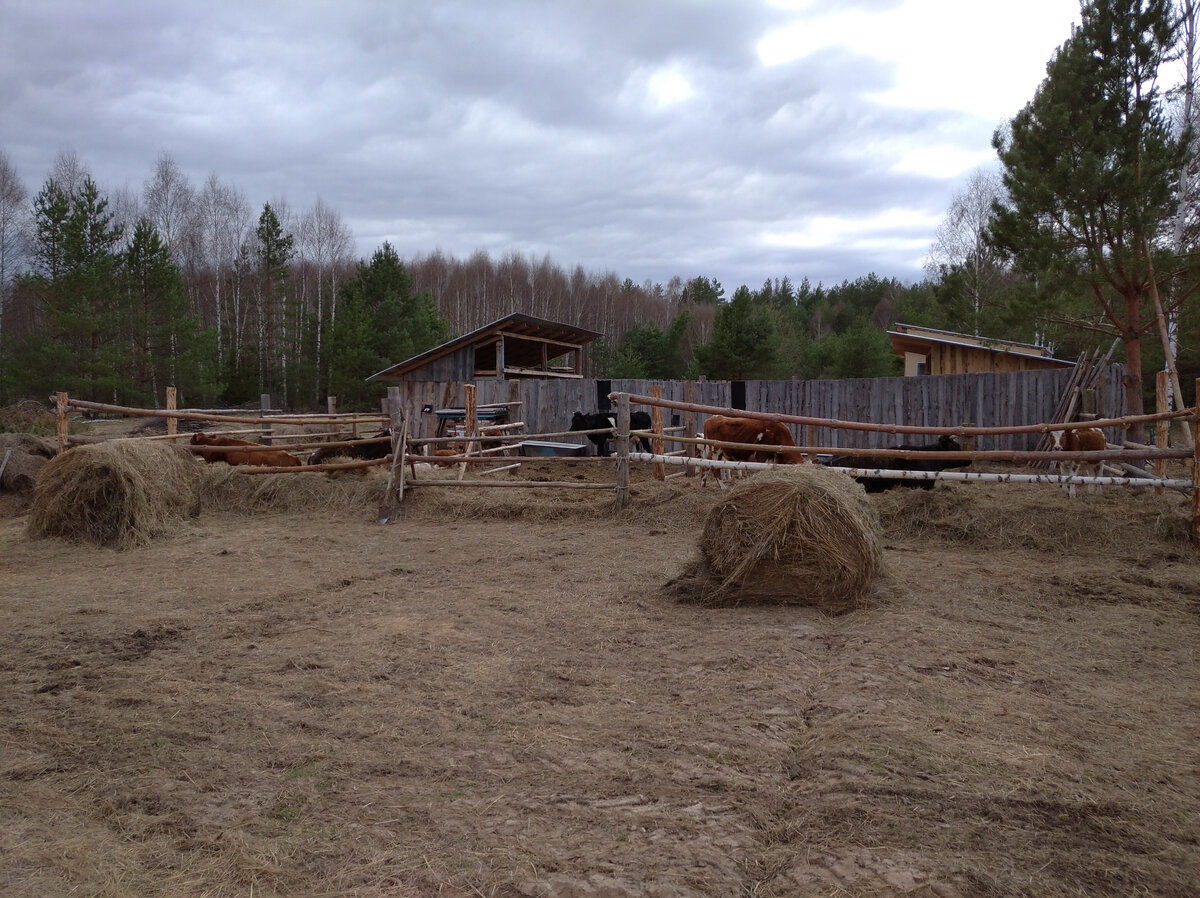 Последние два рулона сена...